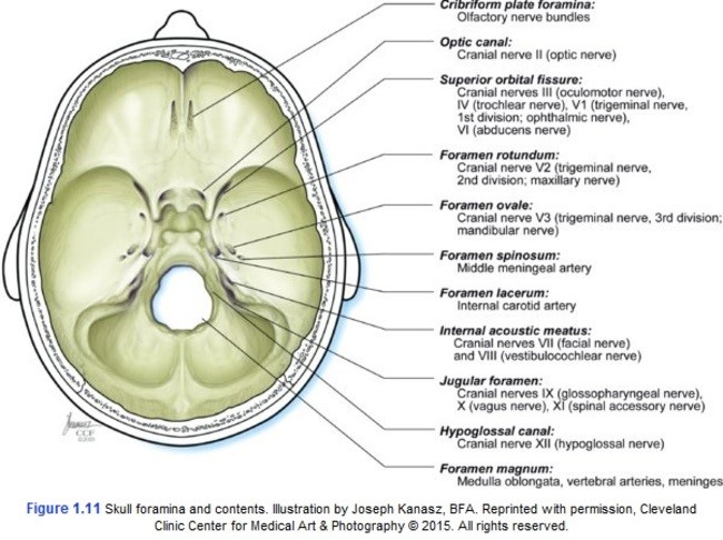 Neuro – Ophthalmology – The Royal Academy