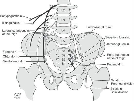 Neuromuscular I (Neurophysiology, Plexopathy, and Neuropathy) | The ...